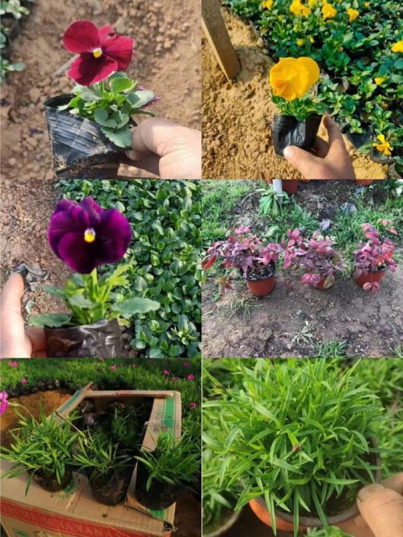 花叶芒，基地直销，常年销售各种绿化苗木。