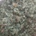 狗肝菜～新货～量大优惠～1公斤起售~差一点的12