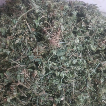 狗肝菜～新货～量大优惠～1公斤起售~差一点的12