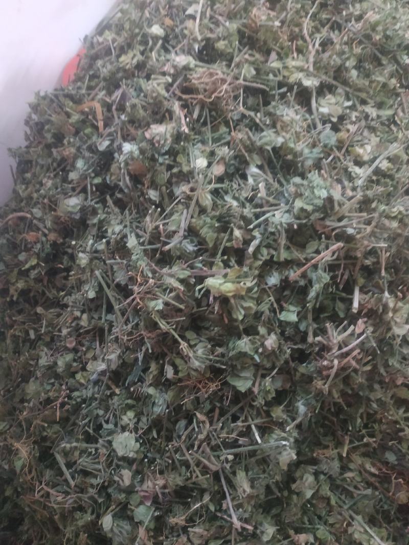 狗肝菜～新货～量大优惠～1公斤起售~差一点的12