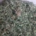 狗肝菜～新货～量大优惠～1公斤起售~差一点的12