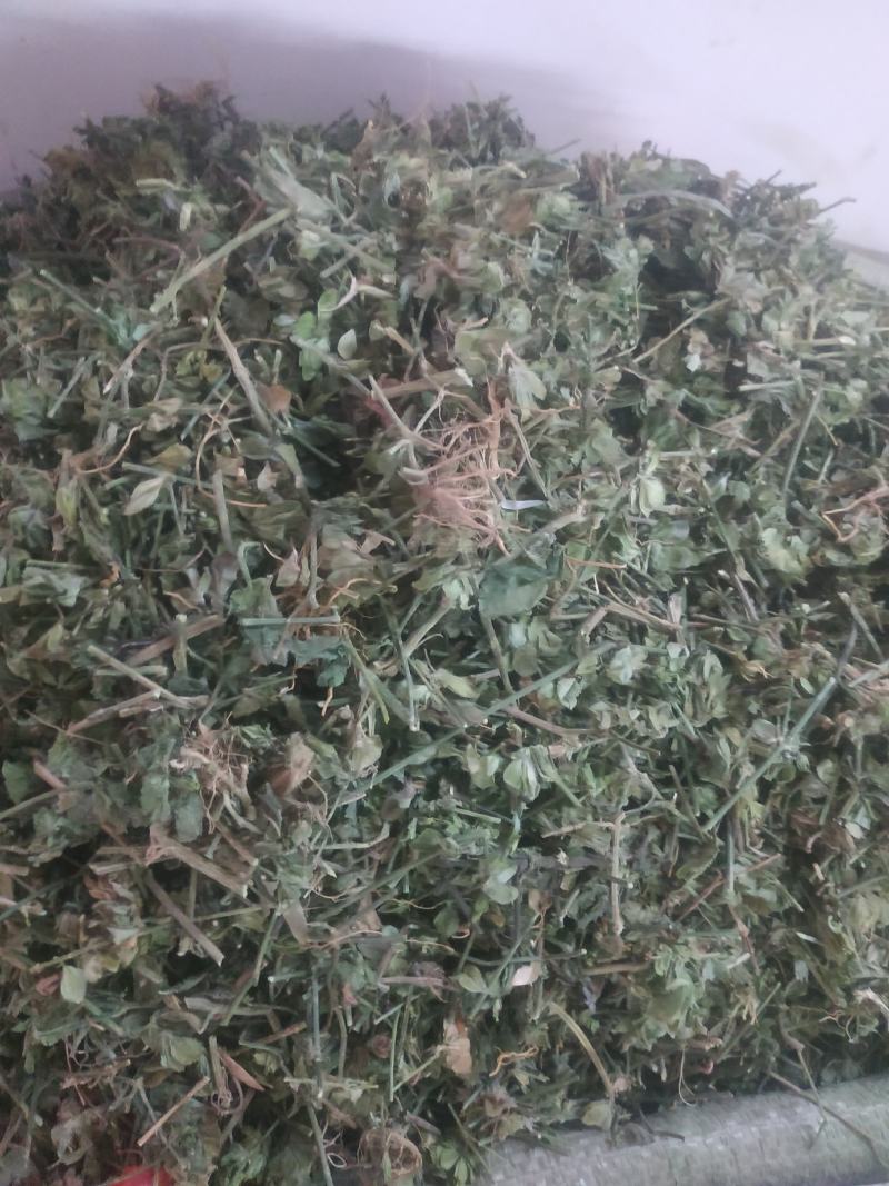 狗肝菜～新货～量大优惠～1公斤起售~差一点的12