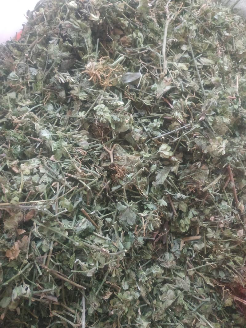 狗肝菜～新货～量大优惠～1公斤起售~差一点的12