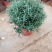 红叶李，基地直销，常年销售各种绿化苗木