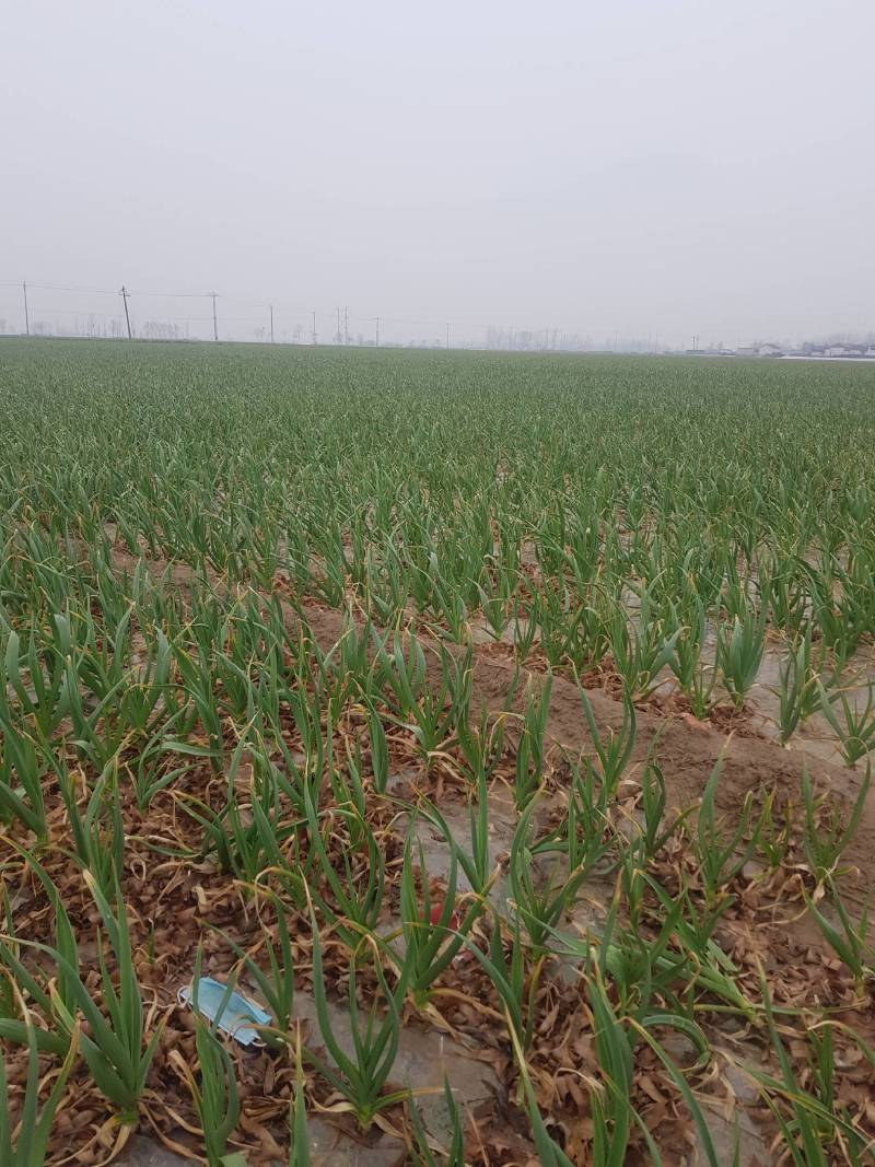 2021年2月16（正月初六）山东省金乡县大蒜苗反青了，