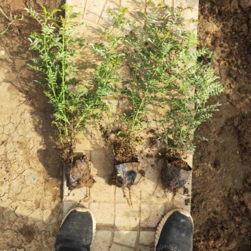 黄刺梅黄刺玫基地直销常年供应各种绿化苗木