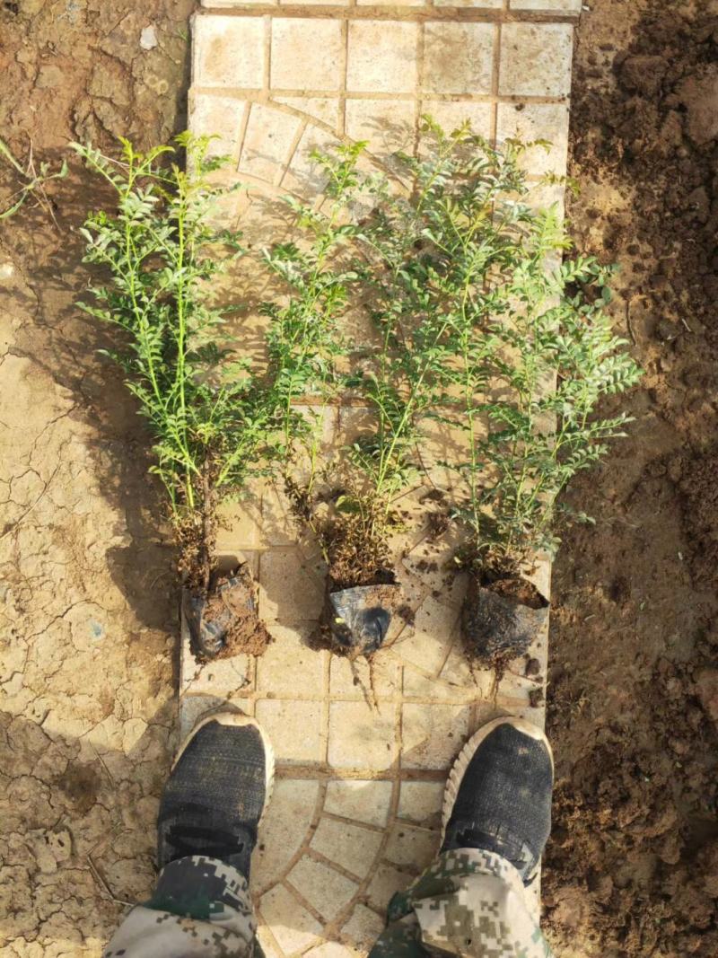 黄刺梅黄刺玫基地直销常年供应各种绿化苗木
