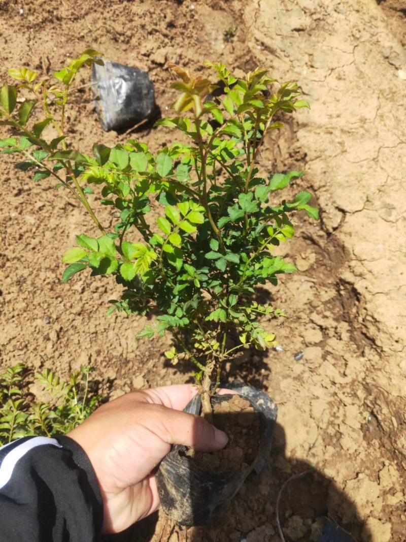 黄刺梅黄刺玫基地直销常年供应各种绿化苗木