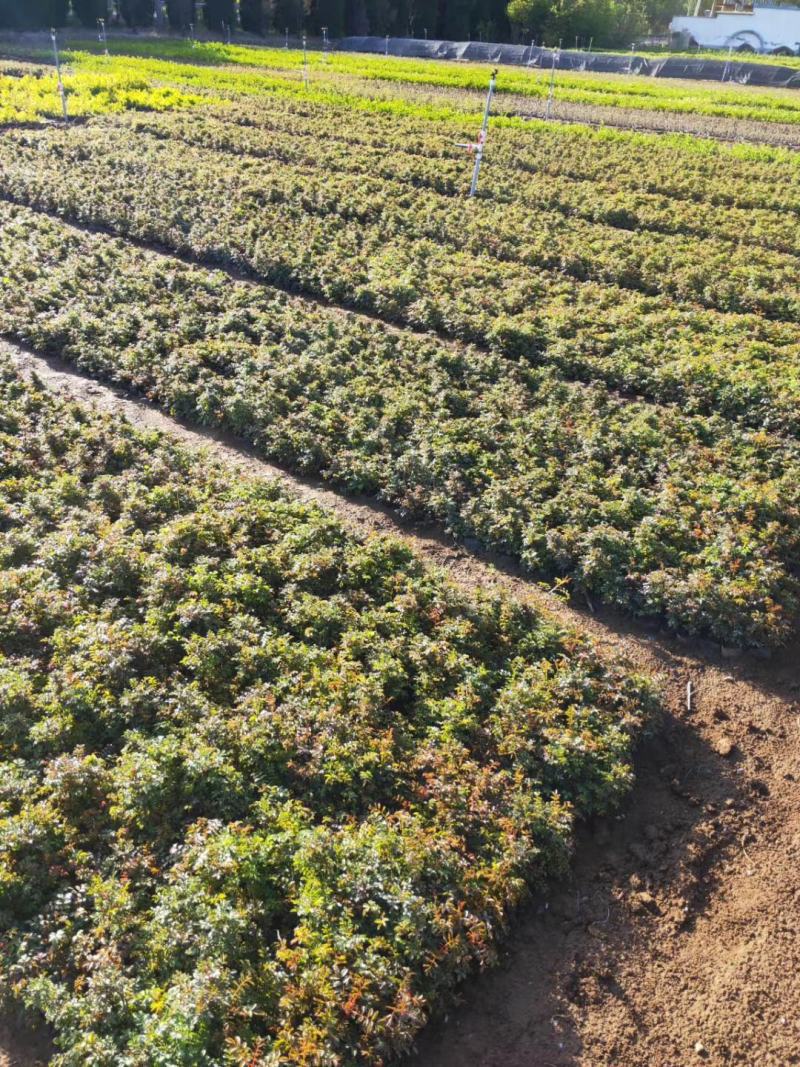 黄刺梅黄刺玫基地直销常年供应各种绿化苗木
