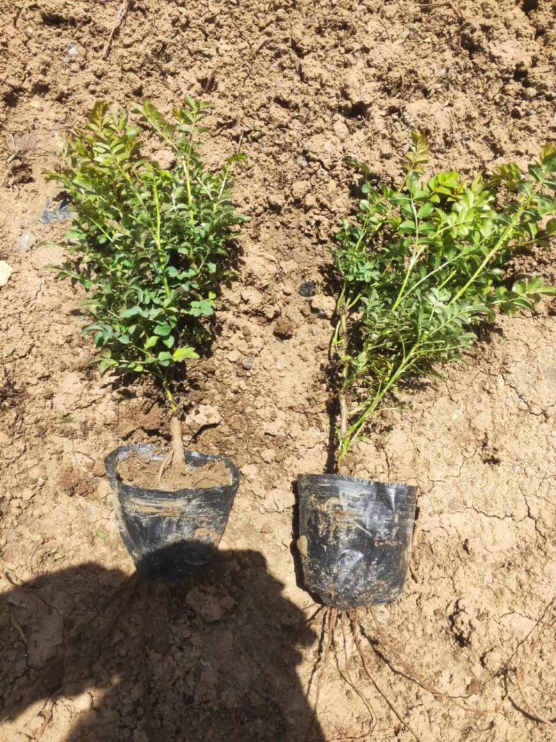 黄刺梅黄刺玫基地直销常年供应各种绿化苗木