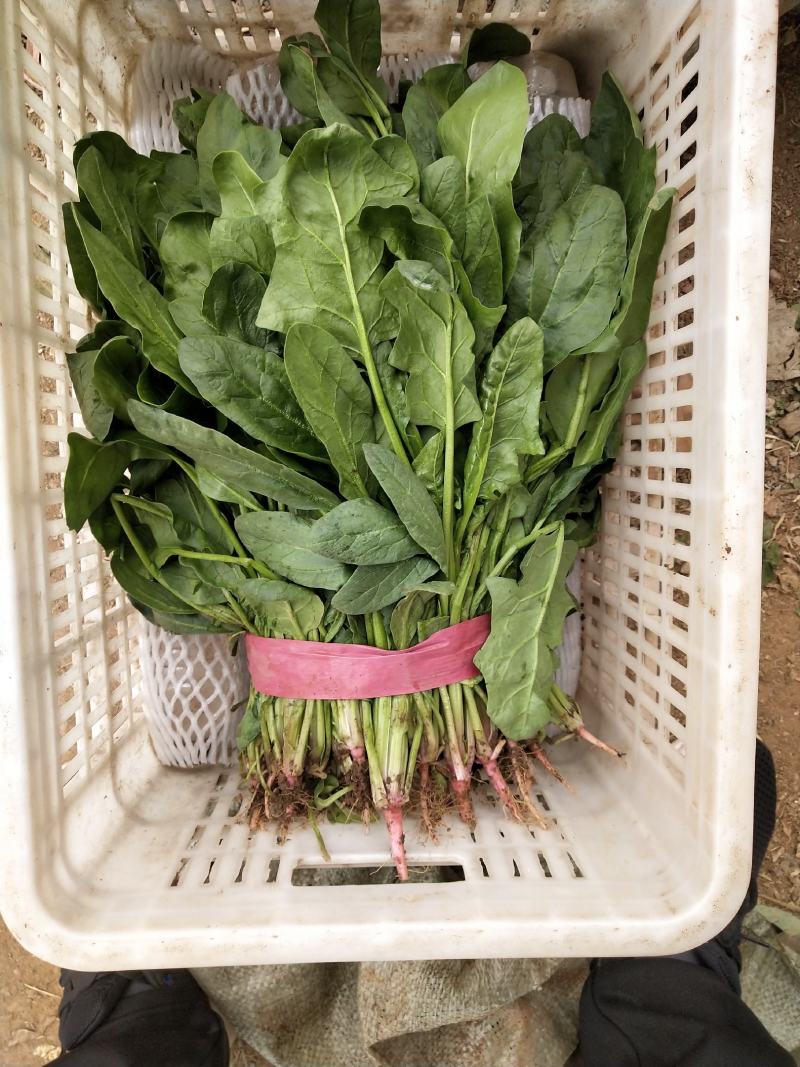 精品小叶菠菜大量上市，需要了下单