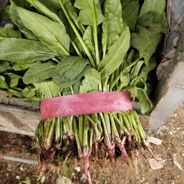 精品小叶菠菜大量上市，需要了下单