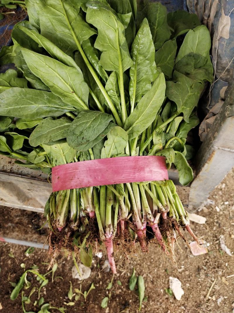 精品小叶菠菜大量上市，需要了下单