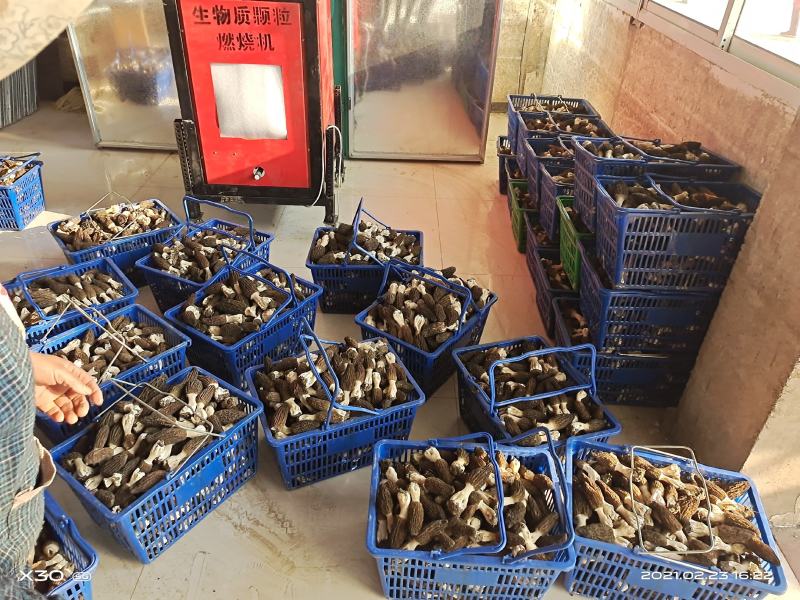 羊肚菌新鲜干货大量出售