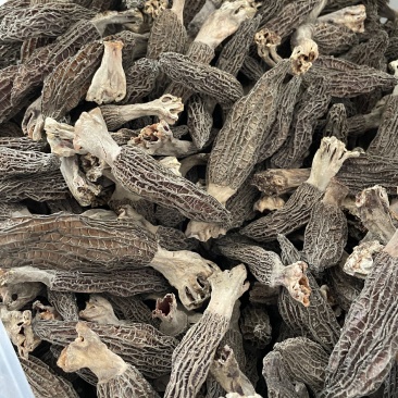 羊肚菌新鲜干货大量出售
