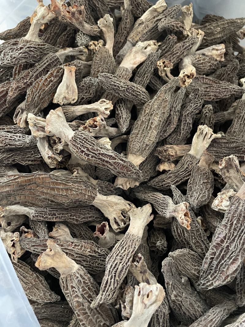 羊肚菌新鲜干货大量出售