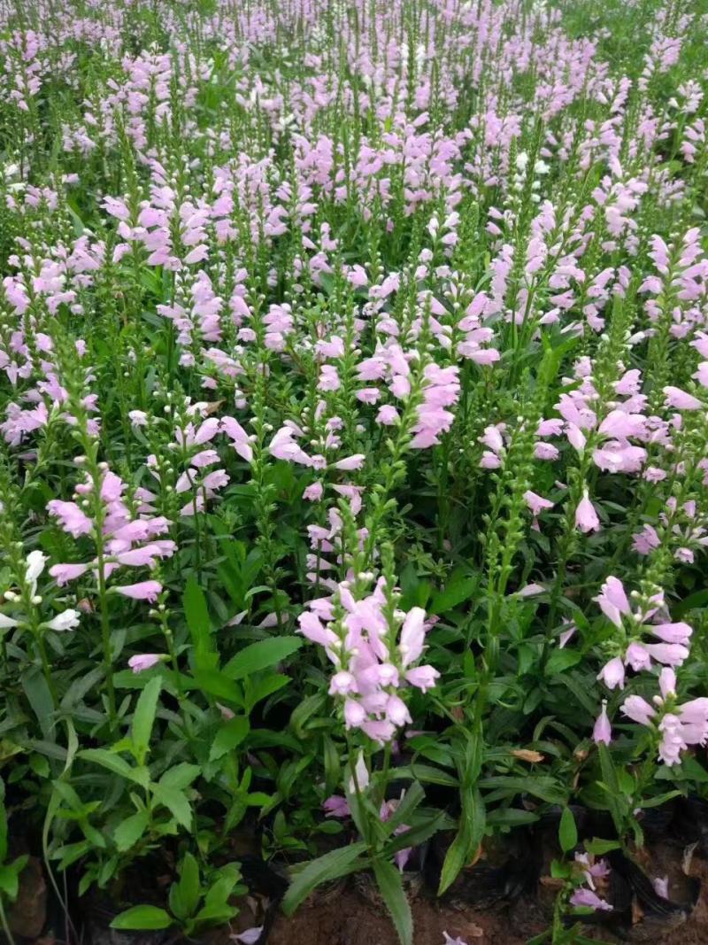 紫花地丁基地直销常年供应各种绿化苗木