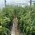 产地直销大量上市大红西红柿，可按需分拣装自产自销