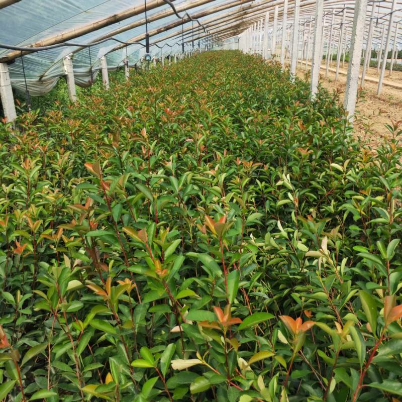 红叶石楠，基地直销，常年供应各种绿化苗木