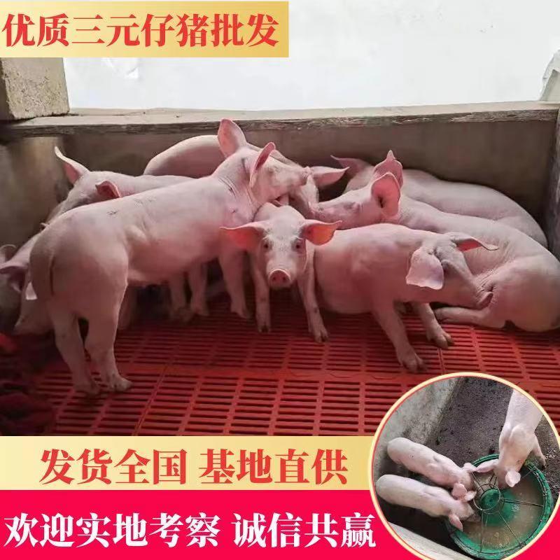 云南大型养殖场三元仔猪防疫完善品种纯正免费运输