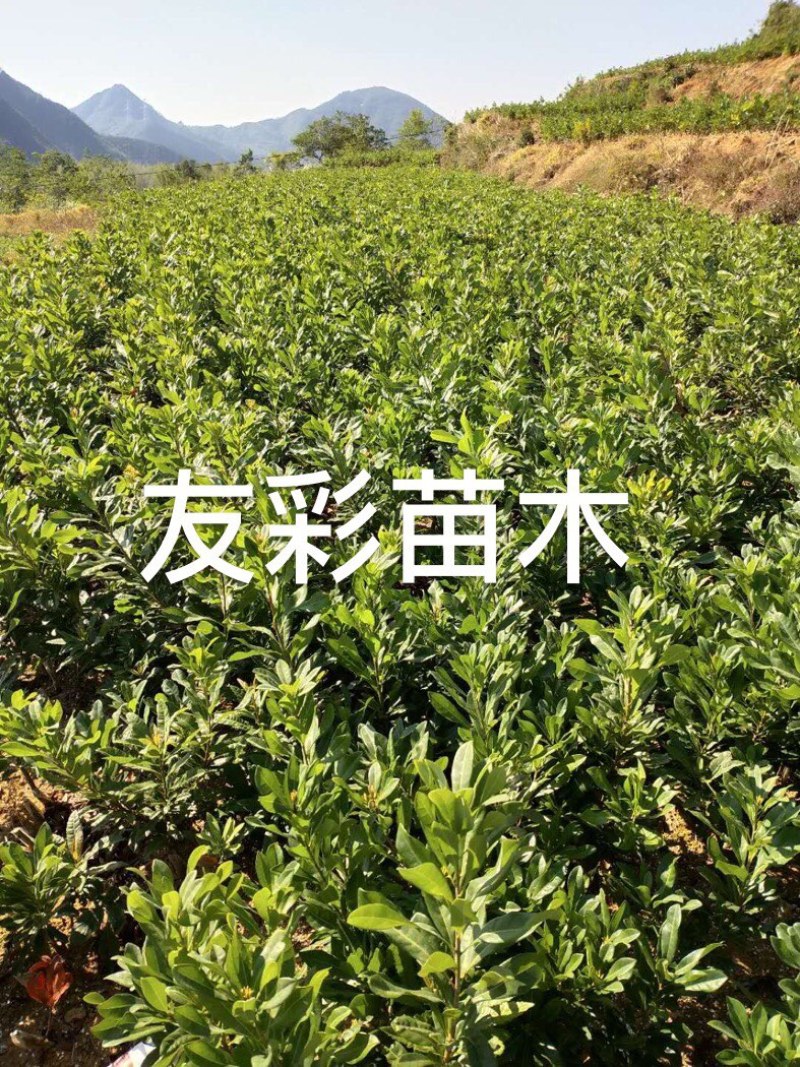 正宗东魁杨梅苗黑炭荸荠杨梅苗一年苗浙江台州