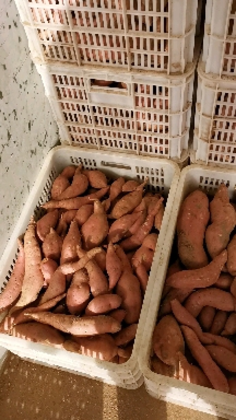 【红薯】精品西瓜红现挖现发可视频看货欢迎咨询