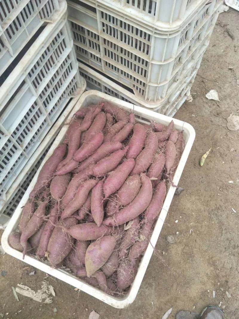 【红薯】精品西瓜红现挖现发可视频看货欢迎咨询