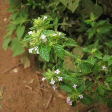 断血流冷背药材，灯笼草，四川产地量大批发，整车为主