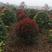红叶石楠球，石楠树，规格齐产地直供，量大从优！柏萃苗圃