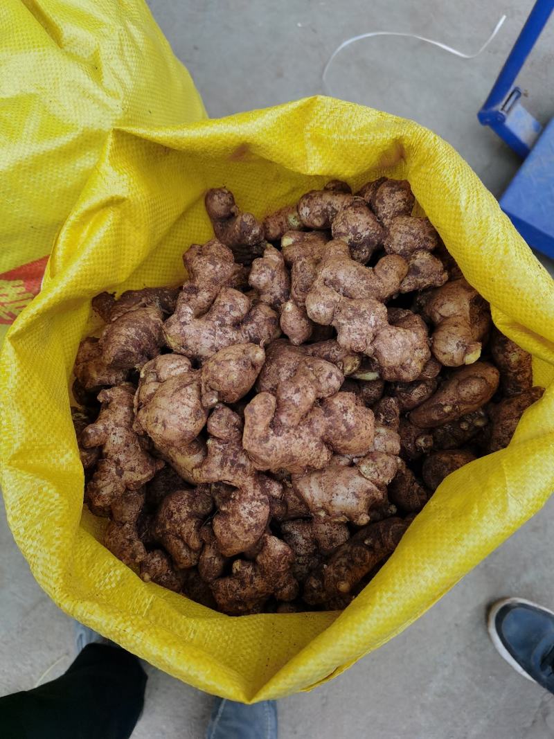 山东优质小黄姜常年供货，水洗加工，专业团队