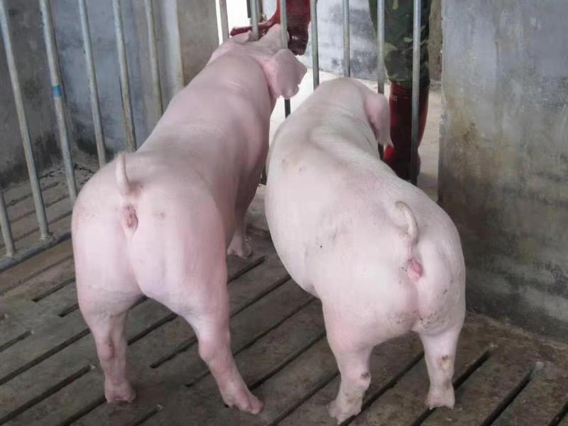 广西优良三元仔猪品种纯正防疫完善包成活包运输