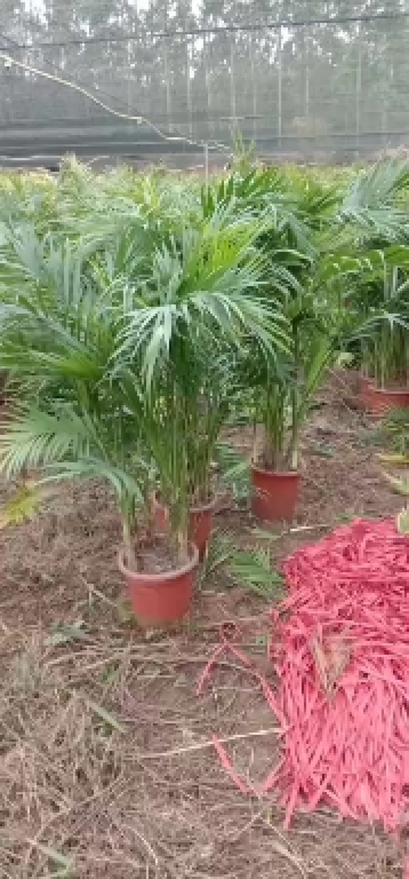 富贵叶平安树基地直供无中间赚差价种植经验丰富年销量15万