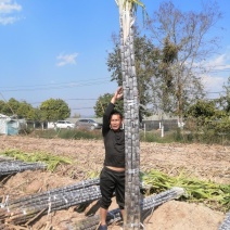 早熟云南黄皮甘蔗云南黑皮甘蔗基地直供价格从优。专业代办，