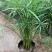 连钱草,基地直销,常年销售各种绿化苗木。