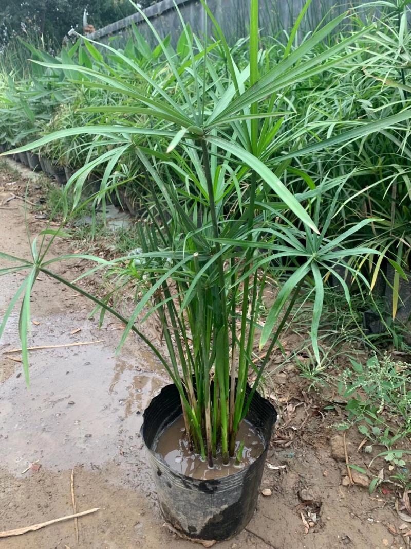 连钱草，基地直销，常年销售各种绿化苗木。