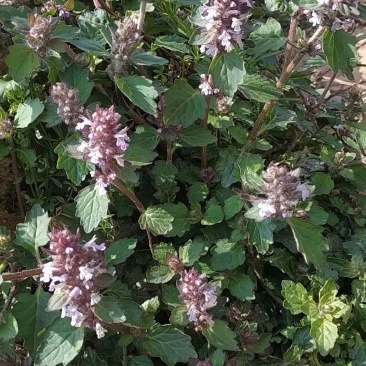 全野生白毛夏枯草，散血草，四川冷背药材专营，高含量