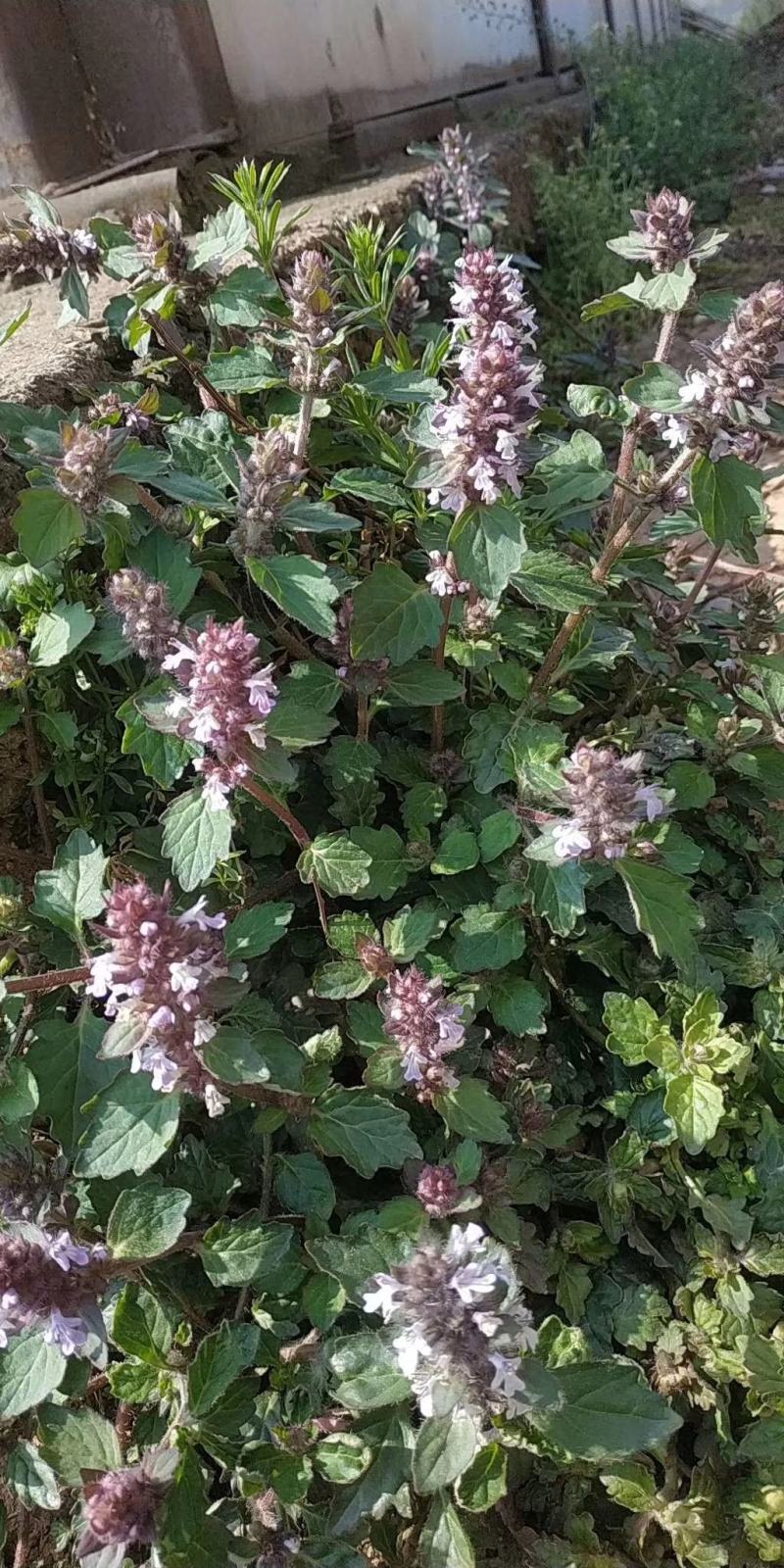 全野生白毛夏枯草，散血草，四川冷背药材专营，高含量
