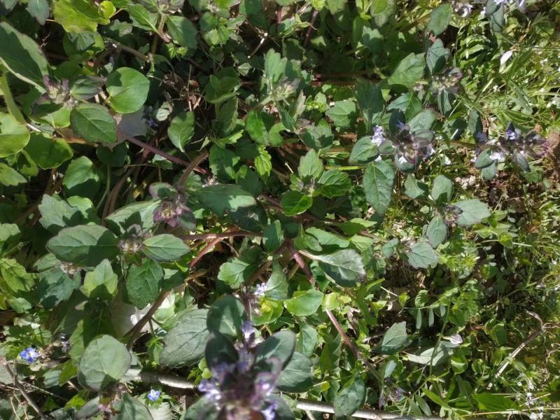 全野生白毛夏枯草，散血草，四川冷背药材专营，高含量