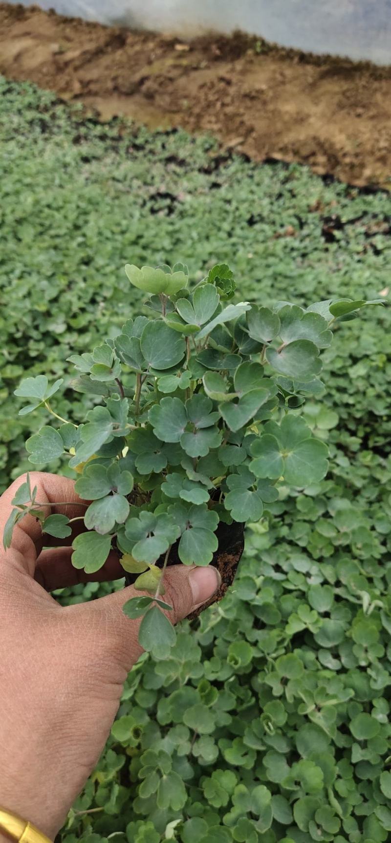 矢羽芒，基地直销，常年销售各种绿化苗木。