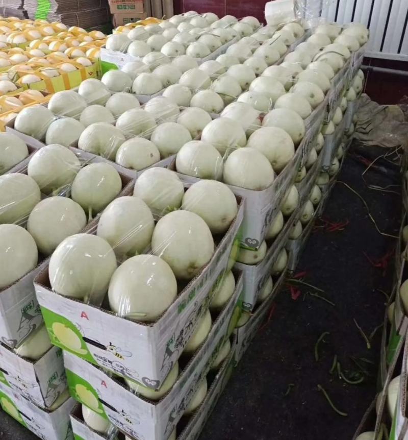 玉姑甜瓜提前订瓜看棚货源充足代收代发全国