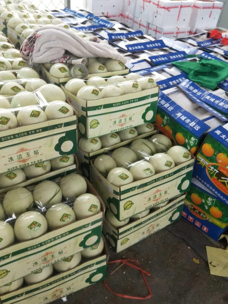 玉姑甜瓜提前订瓜看棚货源充足代收代发全国