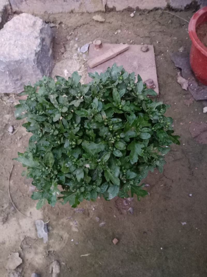 紫菀，直销，常年销售各种绿化苗木，，