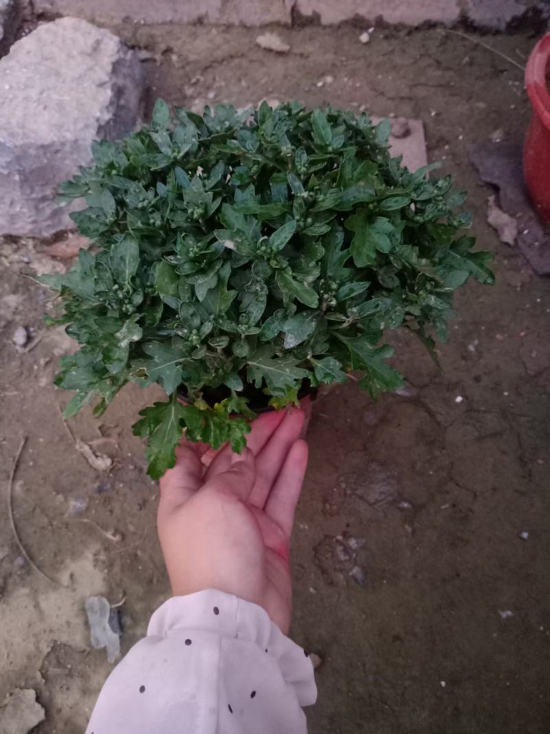 紫菀，直销，常年销售各种绿化苗木，，