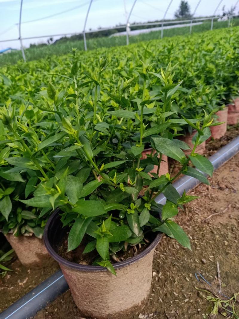 紫菀，直销，常年销售各种绿化苗木，，