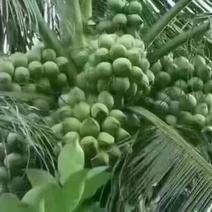 海南椰皇椰青，大量上市，10个起售