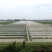 大量供应青蛙新鲜卵块基地养殖存活率高可实地考察