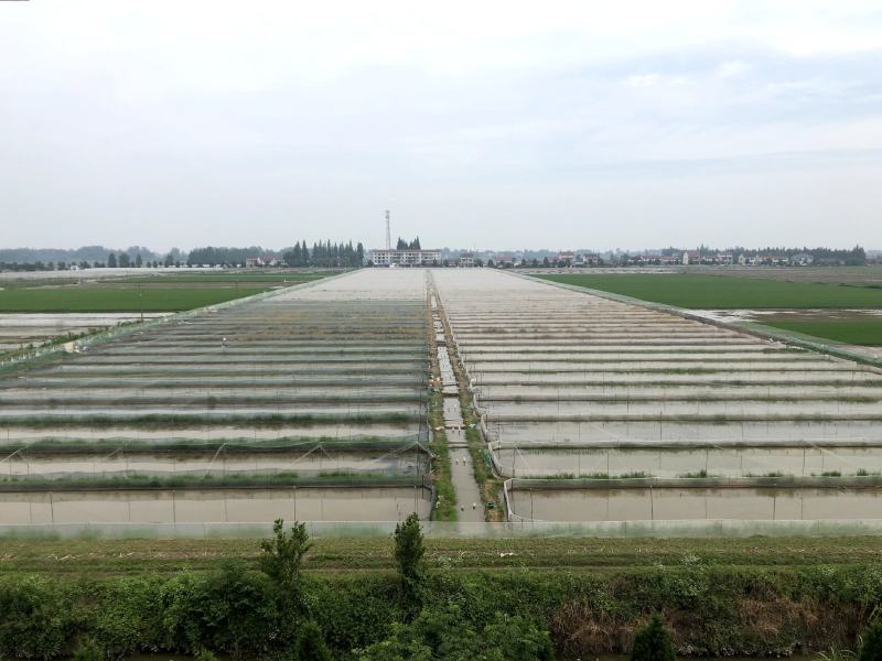 大量供应青蛙新鲜卵块基地养殖存活率高可实地考察
