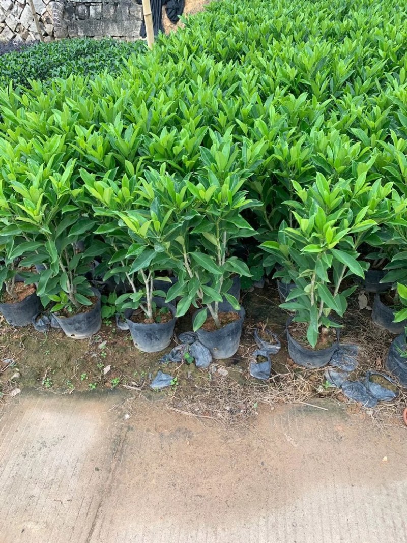 漳州基地供应非洲茉莉杯苗高度30