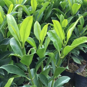 漳州基地供应非洲茉莉杯苗高度30