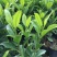 漳州基地供应非洲茉莉杯苗高度30